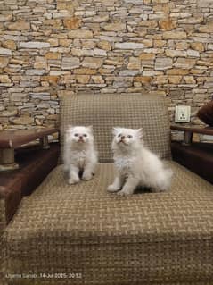 pure Himalayan short height breed
