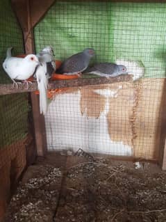 Diamond Dove Breeder pair