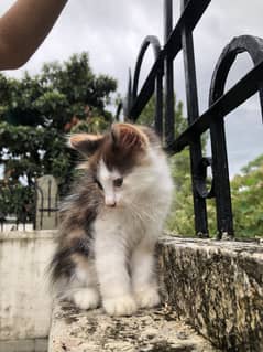calico