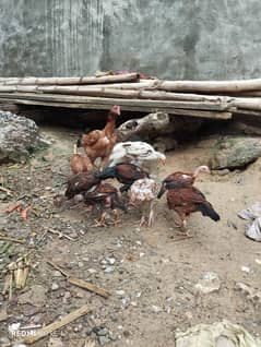 Aseel chicks And Aseel Murgha