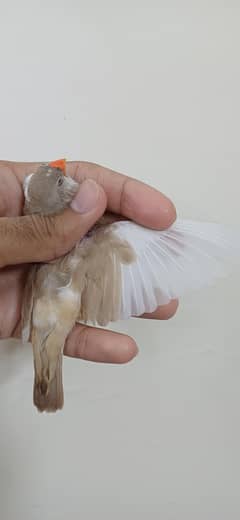 finch mutation female