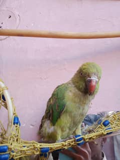 parrot