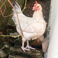 white Hen