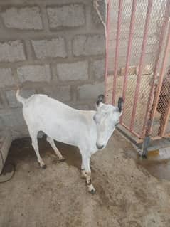 Barbry
