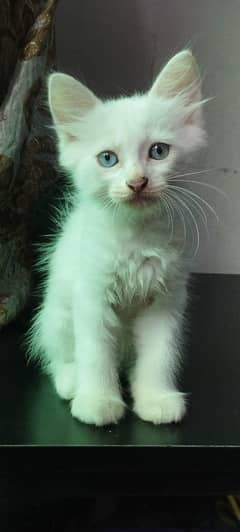 kitten of british long hair