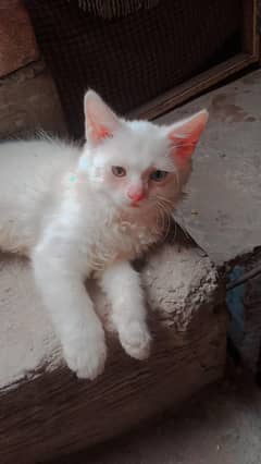 Persian cat and kittens