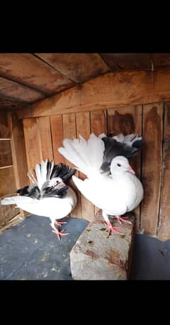 Lakka Pair