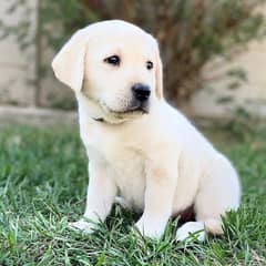 Labrador