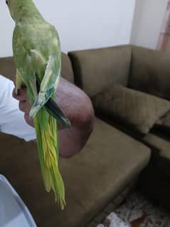 talking