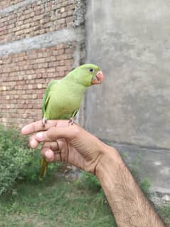 katha