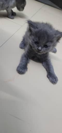 Persian kittens for sale 10k each ,negotiable for serious pet lover