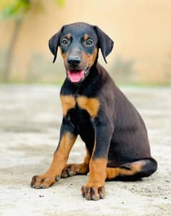 Doberman pinscher male/female puppies available