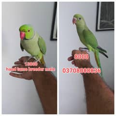 parrot hand tame parrot baby
