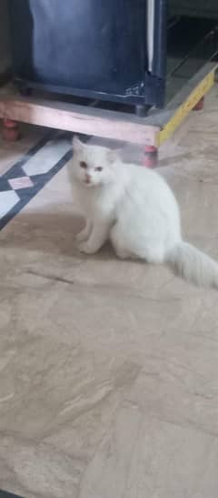 Royal Persian Kitten for sale, Limited Time Offer , Unlimited Love!"