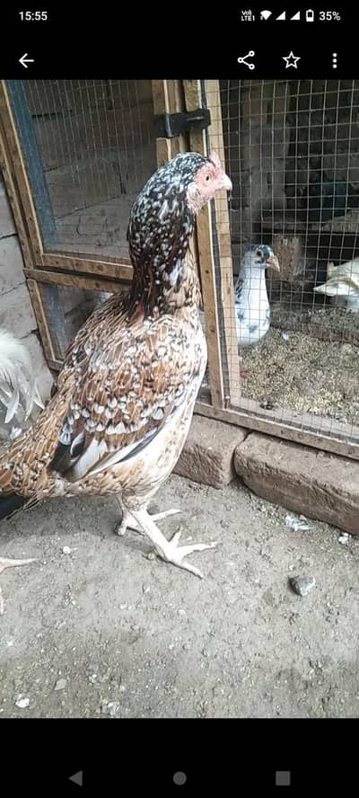 پرانی بلڈ لائن اصیل مادی