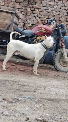 gultair