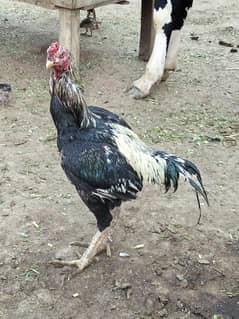 Aseel