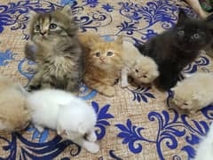 Persian Kittens | Persian Cats | Punch Face Kittens For Sale