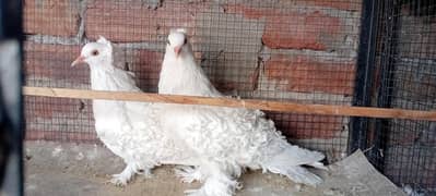 white Frill pigeon