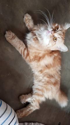 cat for sale