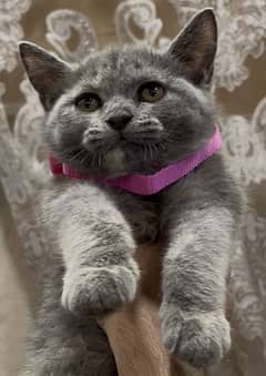 British Shorthair Female kitten