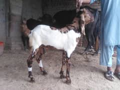 bakara