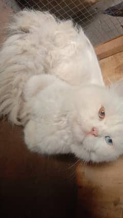 Persian