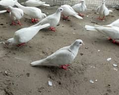 Red Eyes (khumry) For Sale