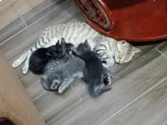 FREE Mama Cat + 4 Kittens (Persian + munchkin cross breeds)