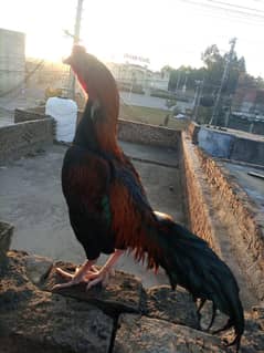 2 pair of hens for sale in 11000