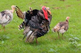 Turkey birds egg