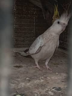 ciannam peal female