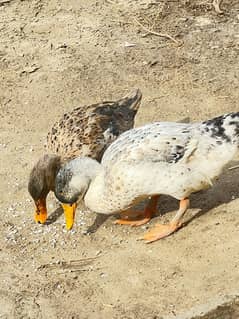 ducks