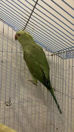 Female green for sale