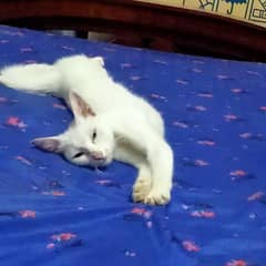butty cat