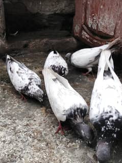 pigeons