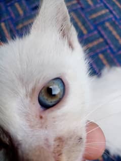 parsion cat /cat /parsion /bilii