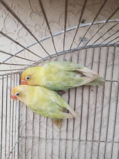 Lovebird