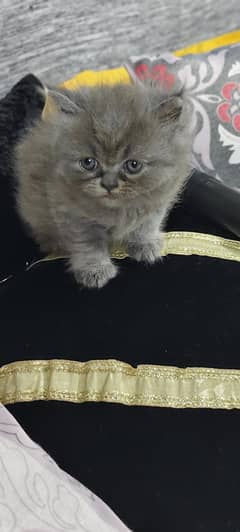 m selling my light gray Persian pair