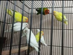 Albino split ino, Decino, Green Opaline split ino 03317862112