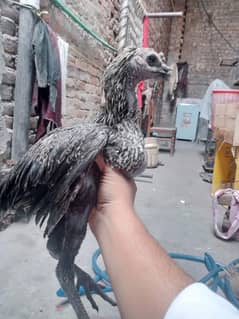 jet black long tail dragon aseel ptha