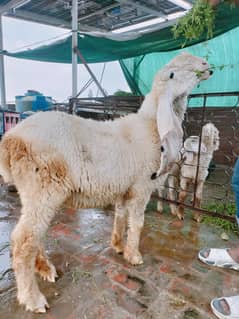 kajli sheep 9/10 month age