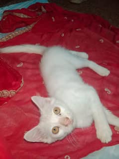 Persian