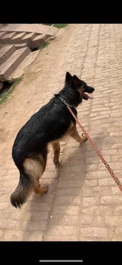 German shepherd female dog 2 heat missing 0.3. 0.3. 0.9. 7.0. 0.3. 5.