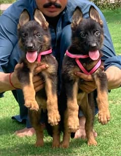 German Shepherd blooding train for sale
