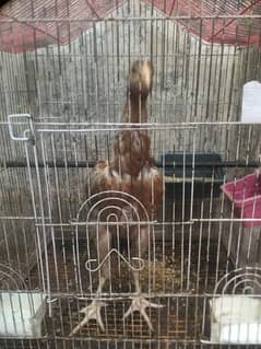 Aseel Sindhi hen