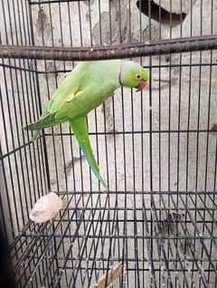 sun Conor ring neck breeder mail for sale