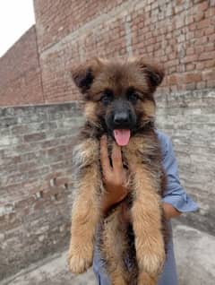 Long coat puppie
