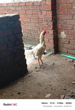 Aseel pair for sale withs chiks