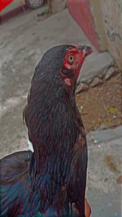 Aseel